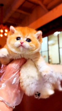 Cat cat nice cat beautiful cat #natiralbeauty933 #beaity#natural#night #hotvideo#hotnight#news#trendingvideo#trendvideo#foryou#dailymotion#shoet ideo