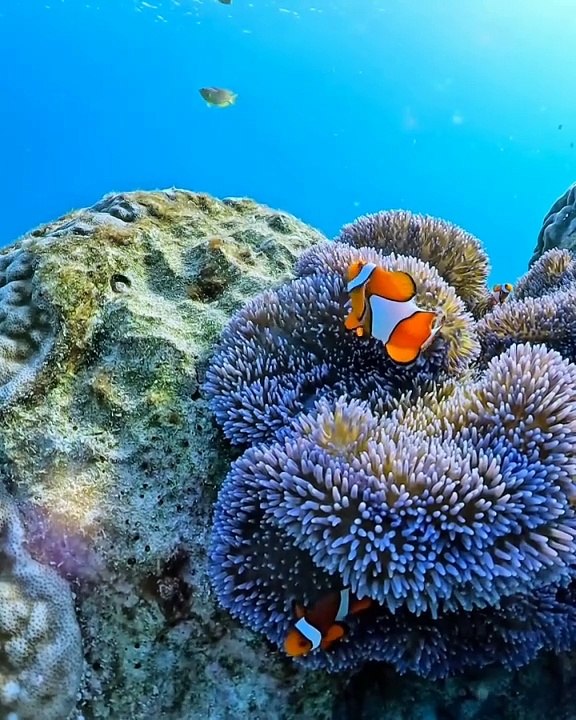 Marine Life | Colors of Sea | Sea Life Explorer