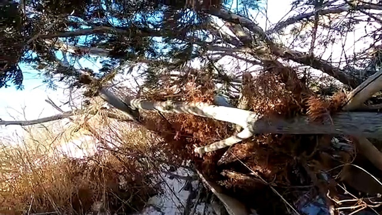 EPIC Solo Goose Hunt on ICE! (Limited Out) _ Goose Hunting 2022