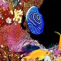 Marine Life |  Ocean | Fishes | Sea Life Explorer