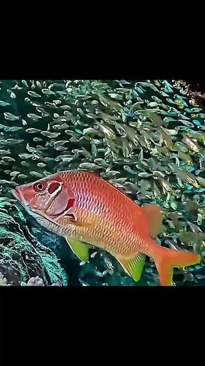 Marine Life | Marine Animals  | Sea Life Explorer