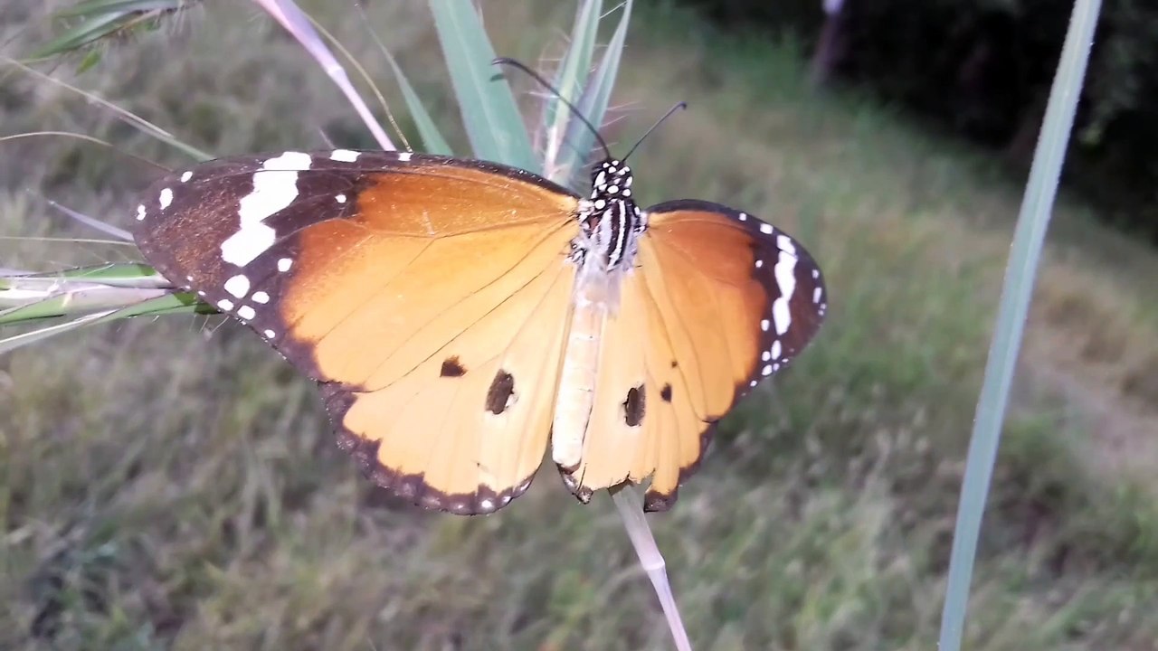 Butterfly Wings