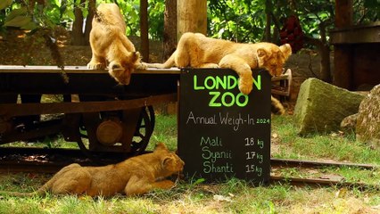Annual ZSL London Zoo weigh-in