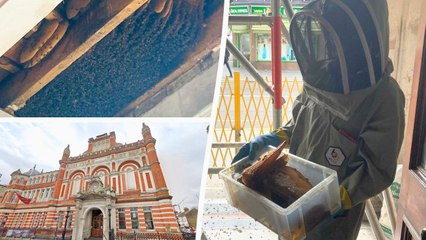 Colony of 10,000 bees discovered living inside the ceiling of an East London pub