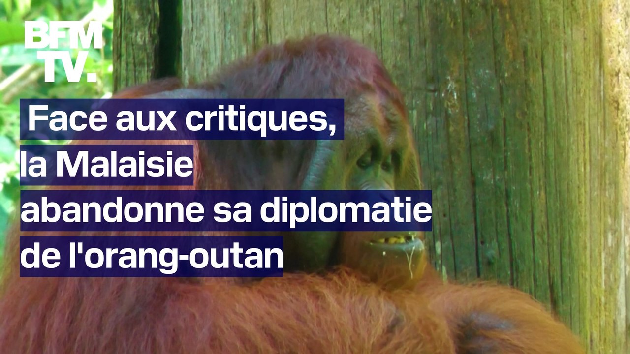 La Malaisie abandonne sa "diplomatie de l'orang-outan", et va finalement laisser les grands singes en liberté