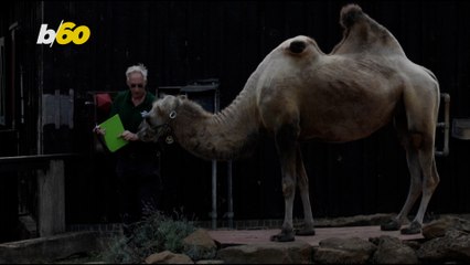 Watch London Zoo Weigh Its Animals