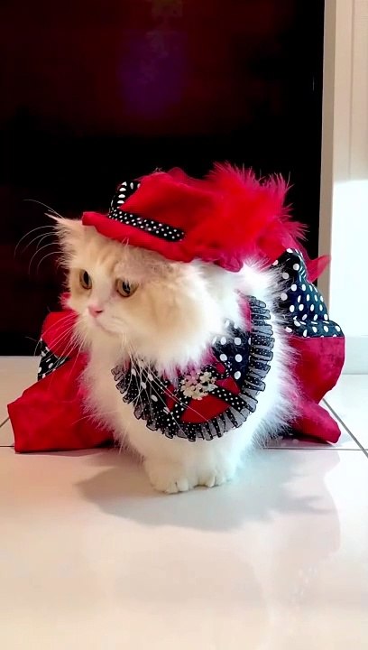 Red ♥️ and black  kitten