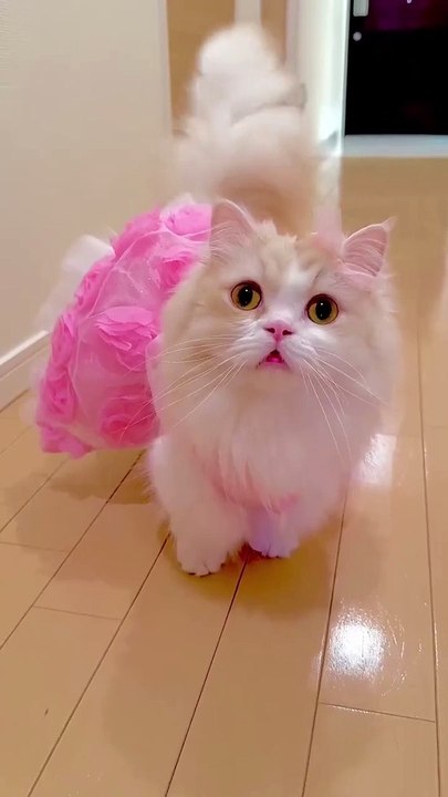 Pinky 