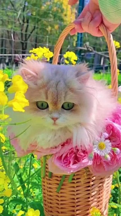 Beautiful cat ️️