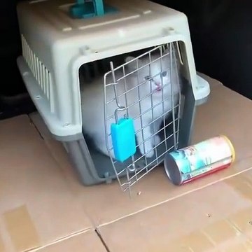 Yavru kedinin yaptığı izleyenlerin içini ısıttı