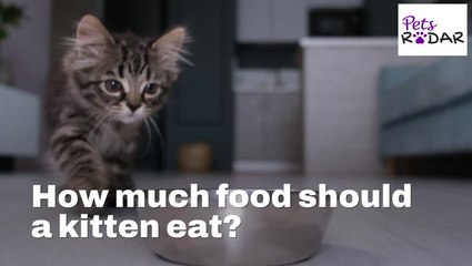 Kitten Feeding Guide: How Much Food Does Your Furry Friend Need? 🐾