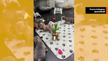 Hulvaton video: Lelukaktus pelottaa ranskanbulldoggilauman