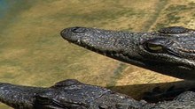 El Cocodrilo Siamés: Una Especie al Borde de la Extinción