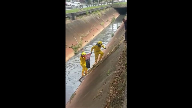 Las aventuras del intrépido perrito que conqusitó canal de aguas residuales