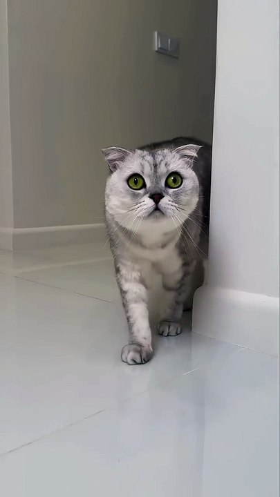 Sonyas rescue cat cats_ funny