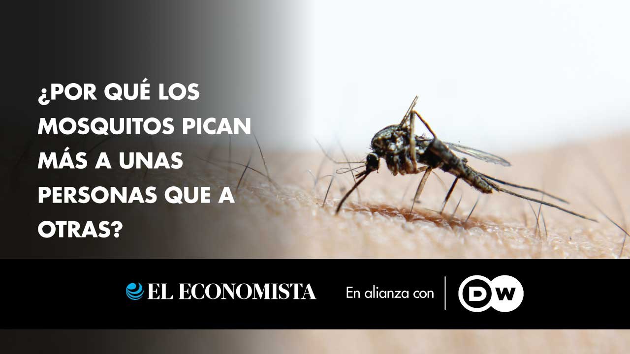 ¿Por qué los mosquitos pican más a unas personas que a otras? 