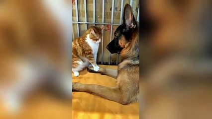 Top Funny and Cute Dog Clips Compilation