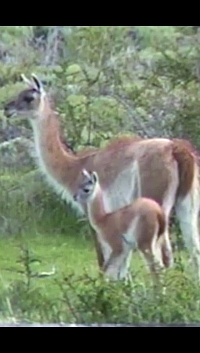 guanaco