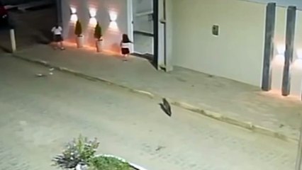 Criança é atacada por uma raposa em Taquaritinga do Norte