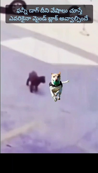 funny dog acting