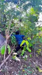 Tenge tenge PART2  #DDTV #tengetenge2