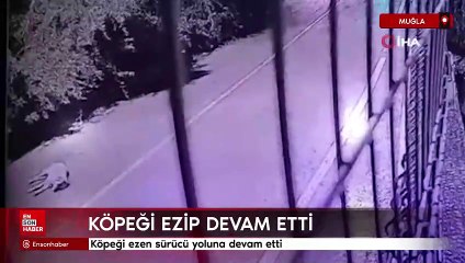 Muğla'da köpeği ezen sürücü yoluna devam etti