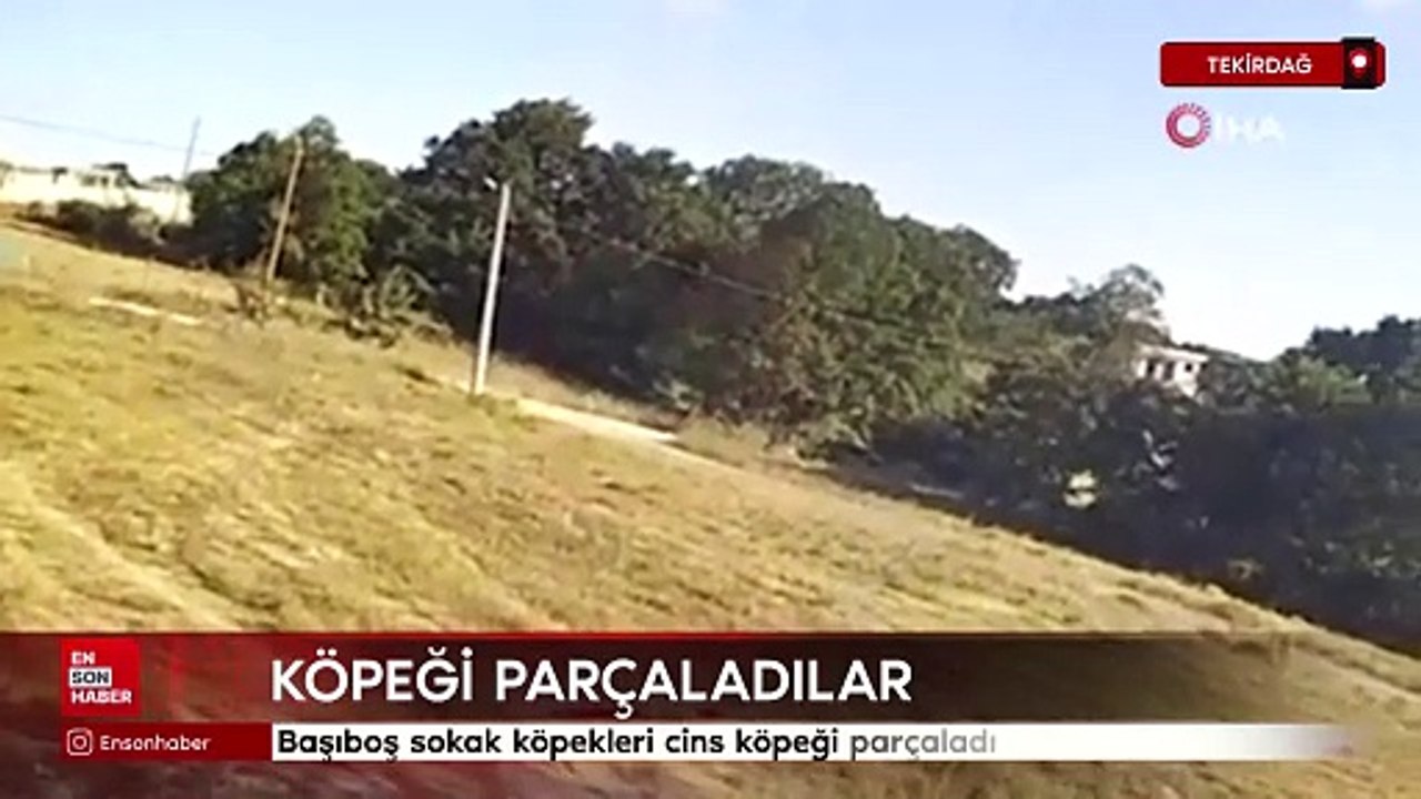 Tekirdağ'da başıboş sokak köpekleri cins köpeği parçaladı
