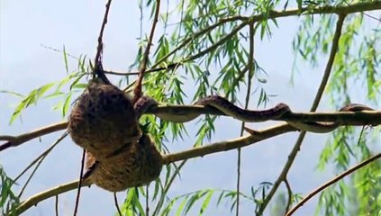 BBC Life in Cold Blood E04 Sophisticated Serpents