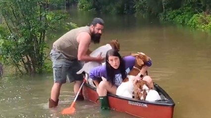 Family Risks Their Lives To Rescue Baby Goats In Flood