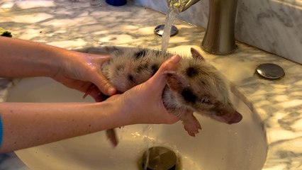 Clingy Piglet Won't Let His Human Mom Out Of Sight