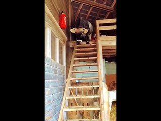 Cow's Use Stair ... Try Not To Laugh
