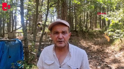 Dağ evi sulama havuzunda 13 köpek ölü bulundu