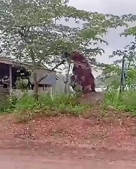 Gigante Orangután: El Rey de la Selva 🐒