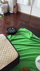 Puppy and cleaning robot