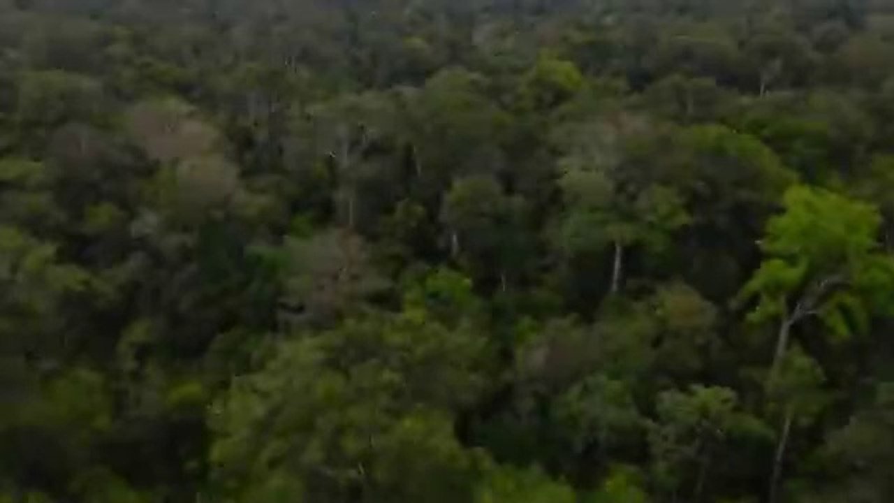 Animal of Amazon 4k - Animals That call The jungle Home | Amazon Rainforest | Scenic Relaxation Film