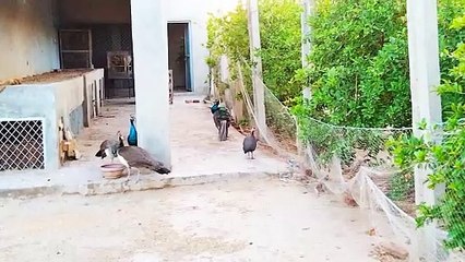 Very outstanding meetup among peacocks male females its lovely bird's
