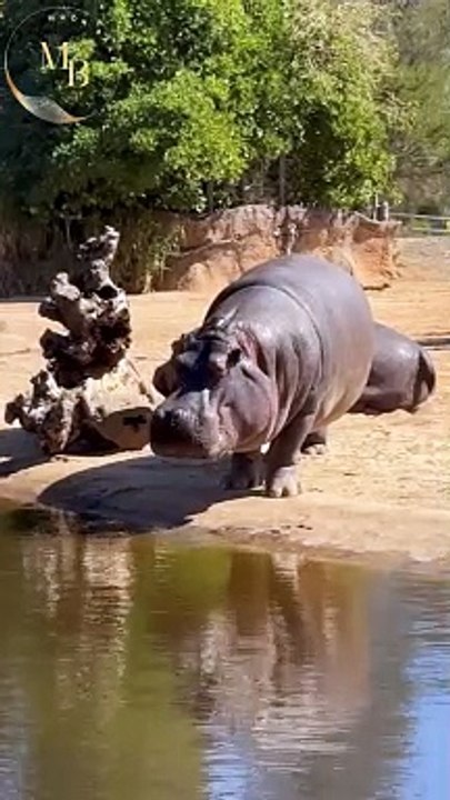 Hepo video\Moon Baar