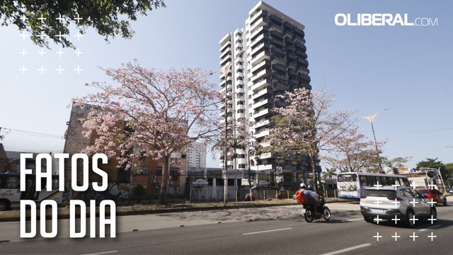 Floradas dos ipês mudam a paisagem de Belém nesta época do ano e encantam moradores