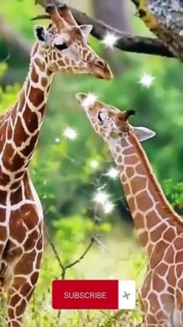 ⁣Amazing fact about animals #animals #animalsfact