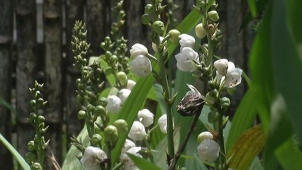 Preparan homenaje a la Flor del Espíritu Santo