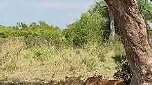 Smart lion outwits buffalo