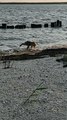 Canadian Geese at the bay Waterway