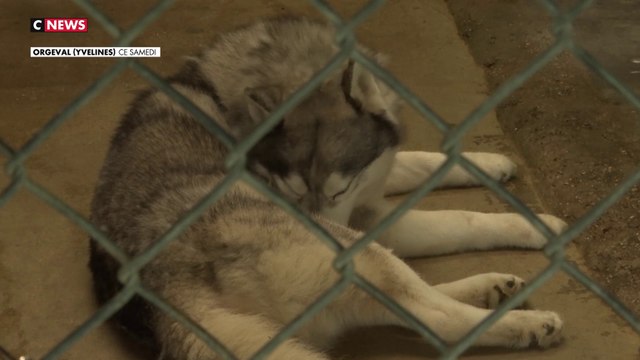 SPA : l'association fait face à un nombre important d'abandons