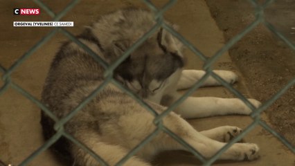 SPA : l'association fait face à un nombre important d'abandons