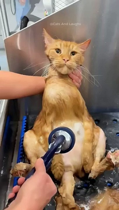 funny cats episode 135