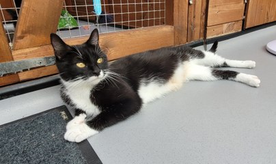 Mavis is available for adoption