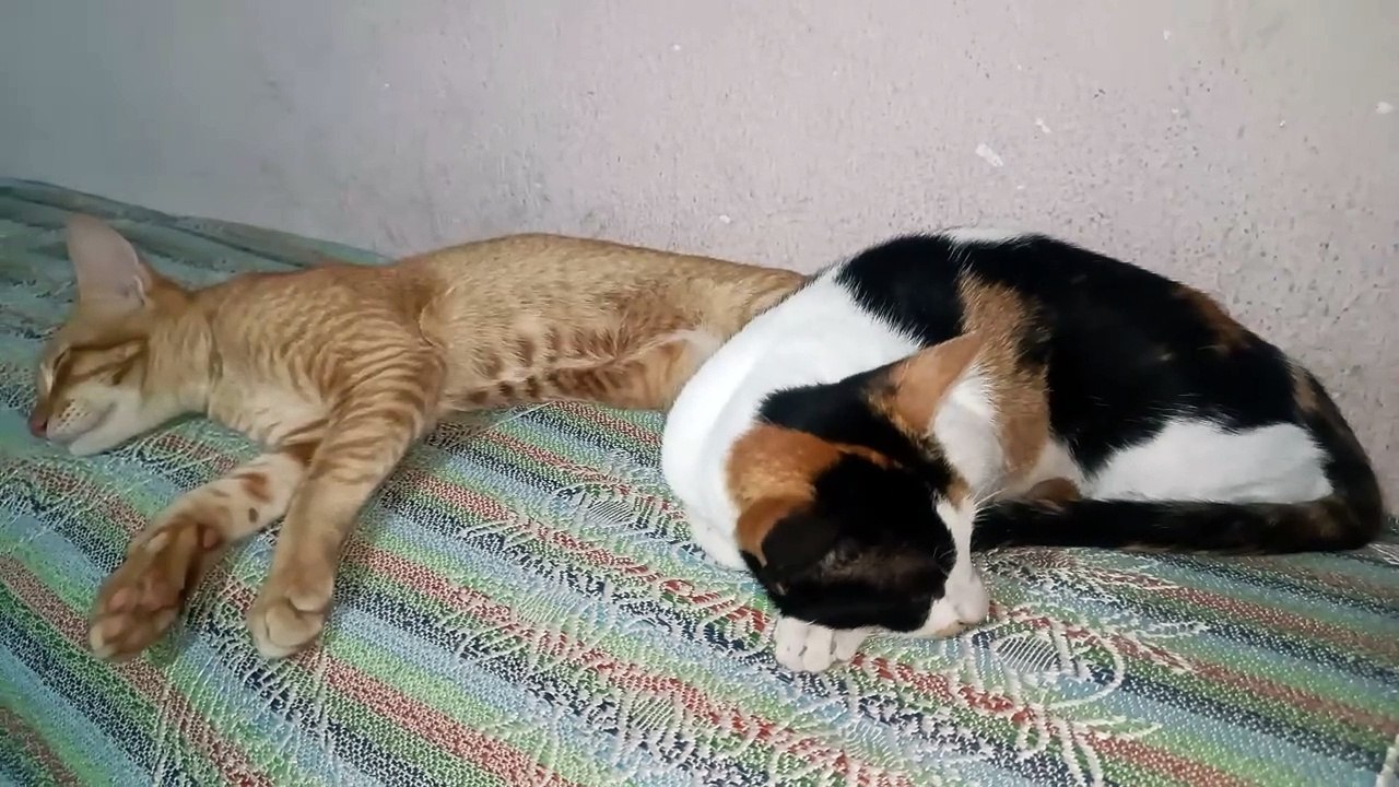 Brother sister