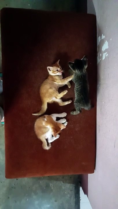 All kitten