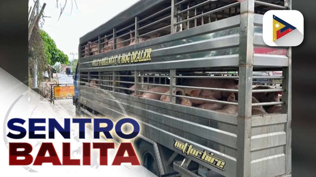 Quezon provincial gov’t, pinag-aaralan ang pagdedeklara ng state of calamity dahil sa ASF
