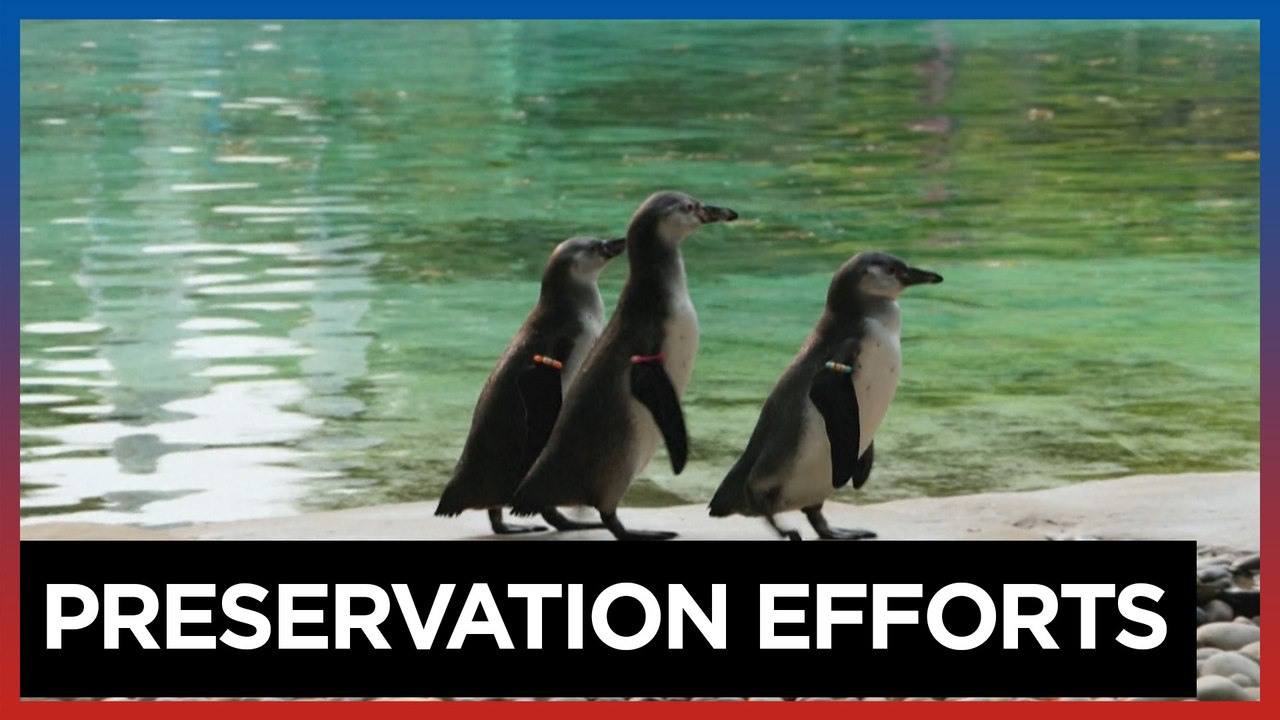 London Zoo carries out annual weigh-in of animals